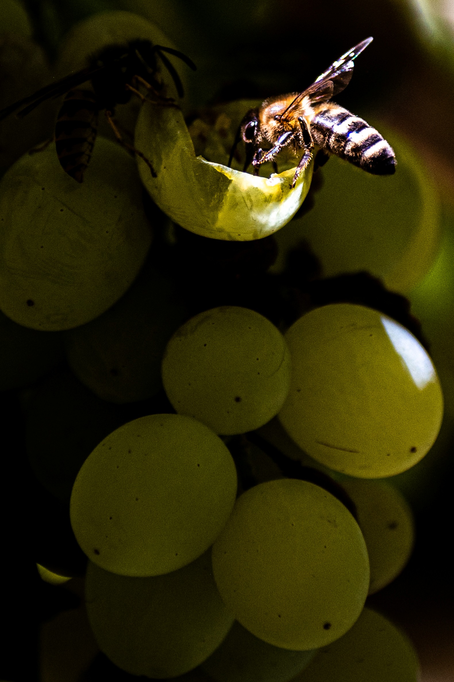 Fotografía de uvas con abejas